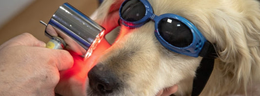 Laser statt Nadel: Sanfte Laserakupunktur für Hunde – Wirkung, Einsatz & RAC-Diagnostik erklärt