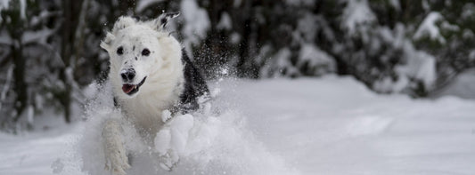 Weisser Hund im weissem Schnee