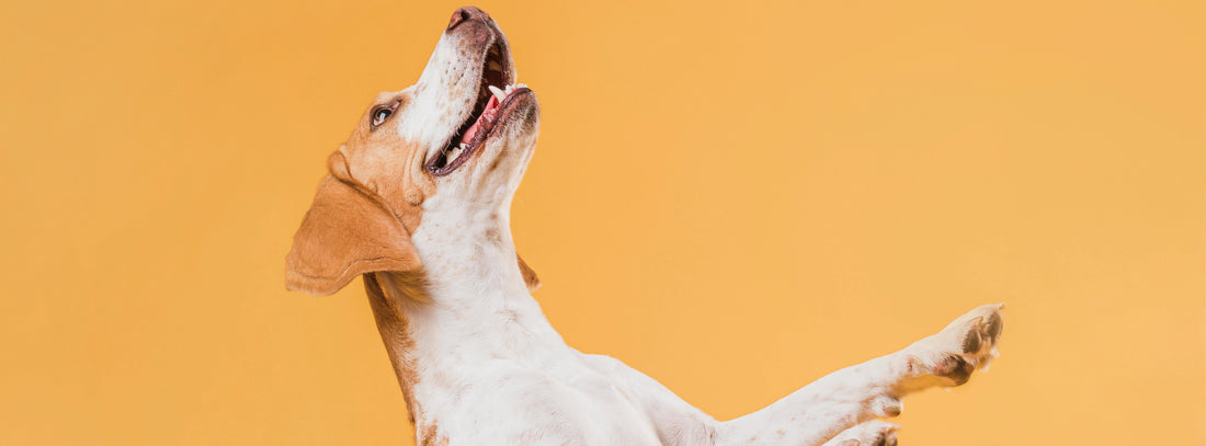 Dog Dancing "mit dem Hund tanzen"