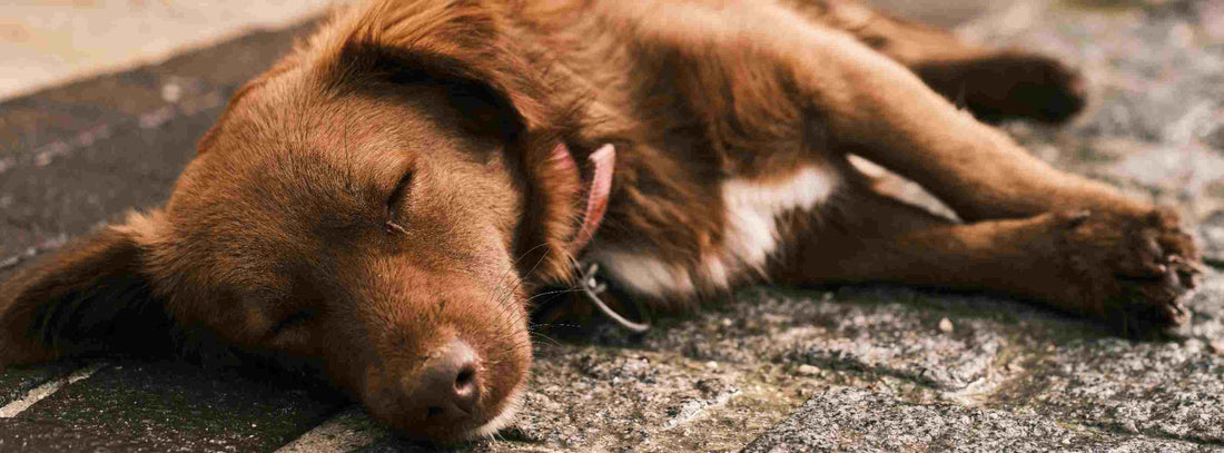 Gefahrenquellen im Haushalt für Hunde