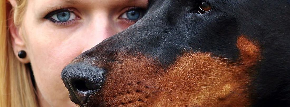 Hunde aktiv: Outdoor-Abenteuer & Hilfe bei Hunde-Lärm