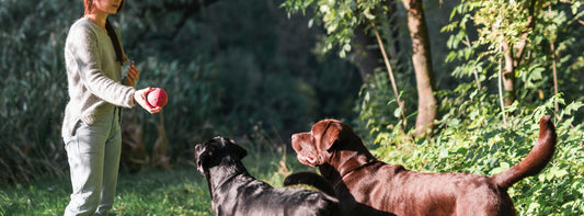 Hundetraining Ihr Hund hört nicht? Dann schauen Sie genau hin – Sie trainieren ihn jeden Tag genau so