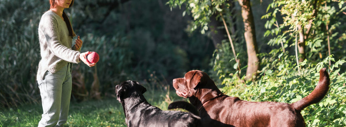Hundetraining Ihr Hund hört nicht? Dann schauen Sie genau hin – Sie trainieren ihn jeden Tag genau so