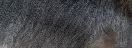 Ein Hund - Vier Pfoten - viele Haare