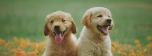 Pfoten und Fellpflege im Frühling Beraterartikel im eddy-shop