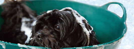 Hund in der Badewanne beim Pflegebad