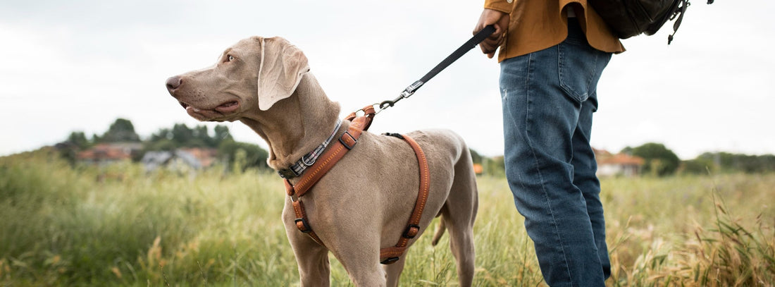 Hundeleine kaufen: Welche Leine passt wirklich zu Ihrem Hund?