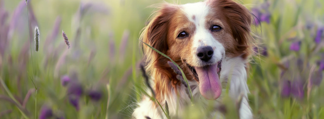 Was Hunde nicht mögen. Diese 10 Alltagsfehler stressen Ihren Hund oft unbemerkt. 