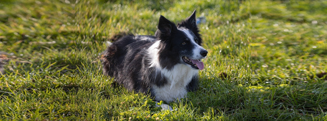 Border Collie Haltung: Ein kluger Hund allein macht das Leben noch nicht leicht