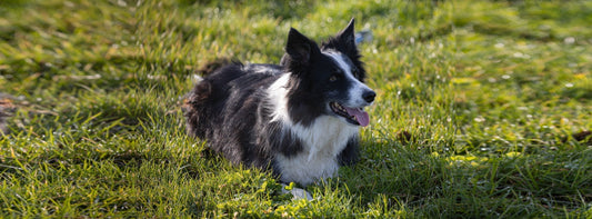 Border Collie Haltung: Ein kluger Hund allein macht das Leben noch nicht leicht