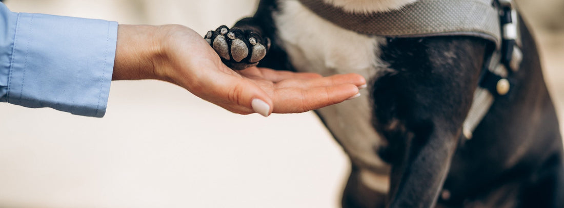 Grenzen setzen in der Hundeerziehung Klar bleiben, ohne den Hund zu verunsichern