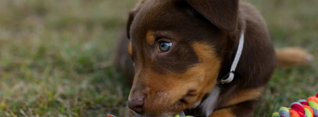 Hundespielzeug kaufen heißt:Ihrem Hund etwas geben, das wirklich zu ihm passt