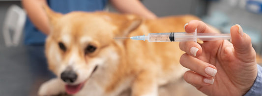 Welche Impfungen braucht Ihr Hund? Impfplan für Welpen, Auffrischungen, Tollwut, Kosten und Nebenwirkungen – verständlich erklärt für Ihren Alltag.