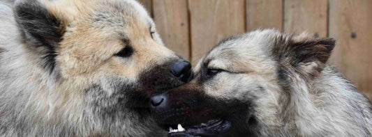 Rüde oder Hündin – welche Entscheidung passt wirklich zu Ihrem Alltag?