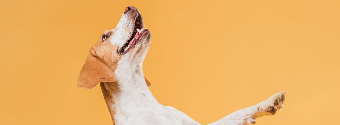 Dem Hund das Anspringen abgewöhnen. Ihr Hund braucht keine Strafe, sondern klare Führung.