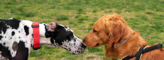 Hundeverhalten verstehen: Ihr Hund macht das nicht, um Sie zu ärgern