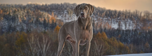 Warum Kälte für Hunde kein kleines Problem ist.  Ein Hund friert leise. 
