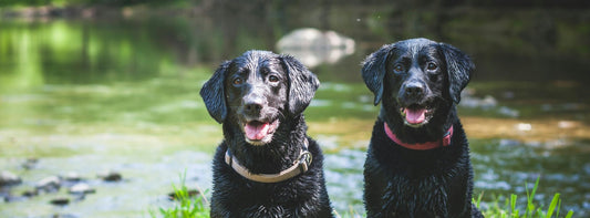 Kein Lerneffekt: Erziehungshalsbänder für Hunde