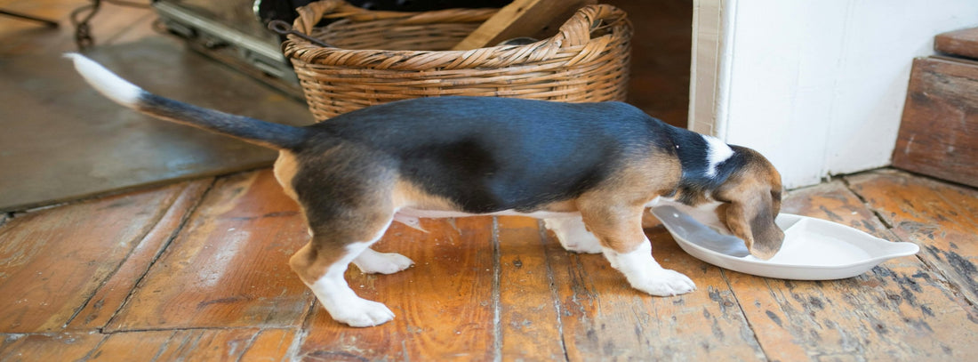 Kleiner Hund frisst aus dem Hundenapf