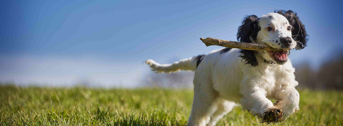 Hund läuft mit einem Stock über die Wiese