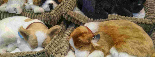 Hundeschlafplatz einrichten – Psychologie, Standortwahl & perfekte Ruheplätze