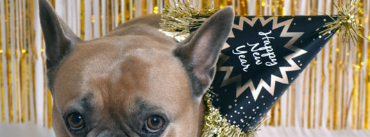 Silvester mit Hund Wenn der Jahreswechsel zur Belastungsprobe wird!