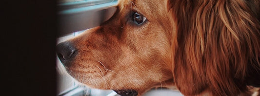 Hund alleine lassen: So lernt Ihr Hund entspannt alleine zu bleiben