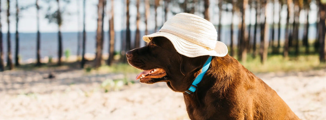 Hitze beim Hund Welche Hunde besonders gefährdet sind und wie Sie richtig reagieren!