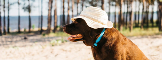 Hitze beim Hund Welche Hunde besonders gefährdet sind und wie Sie richtig reagieren!