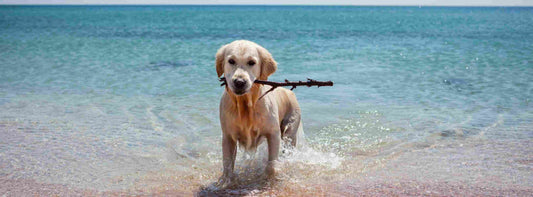 Hundefreundliches Badevergnügen. Sicher schwimmen mit Hund.