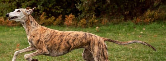 Hund vermisst: Was Sie tun sollten, wenn Ihr Hund weggelaufen ist!
