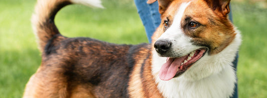 Mag Ihr Hund das wirklich – oder duldet er es nur?