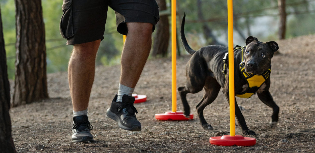 Hundebeschäftigung Wie Sie Ihren Hund sinnvoll auslasten – ohne ihn nervös, fordernd oder unruhig zu machen