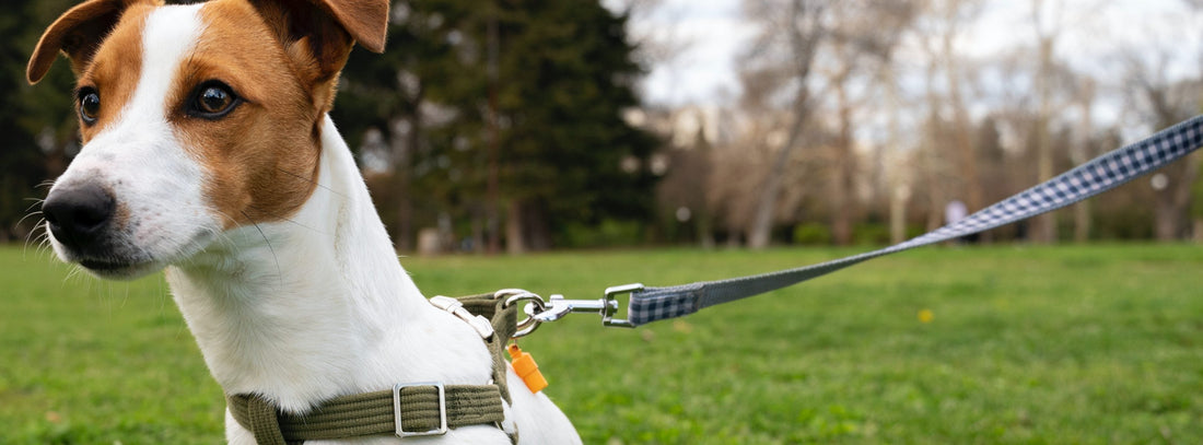 Hund zieht an der Leine Was wirklich hilft – und was Sie sich sparen können!