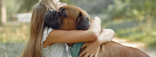 Beschützerinstinkt beim Hund - verstehen und abgewöhnen