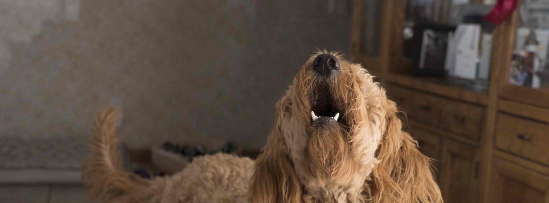 Hund bellt andere Hunde an: Ursachen, Training &amp; Soforthilfe bei Hundebegegnungen