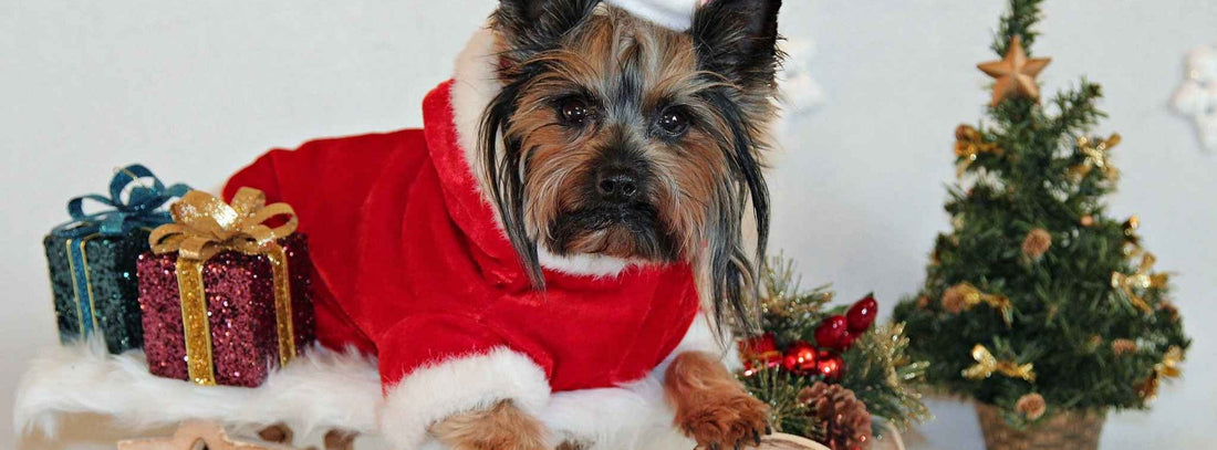Warum die Weihnachtszeit für Hunde besonders riskant ist