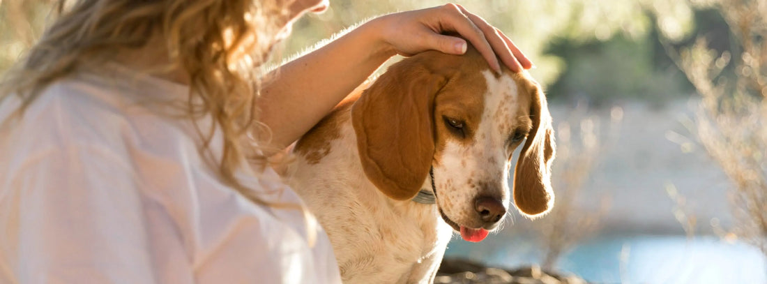 Immunsystem beim Hund stärken!  Was Ihr Hund wirklich braucht!