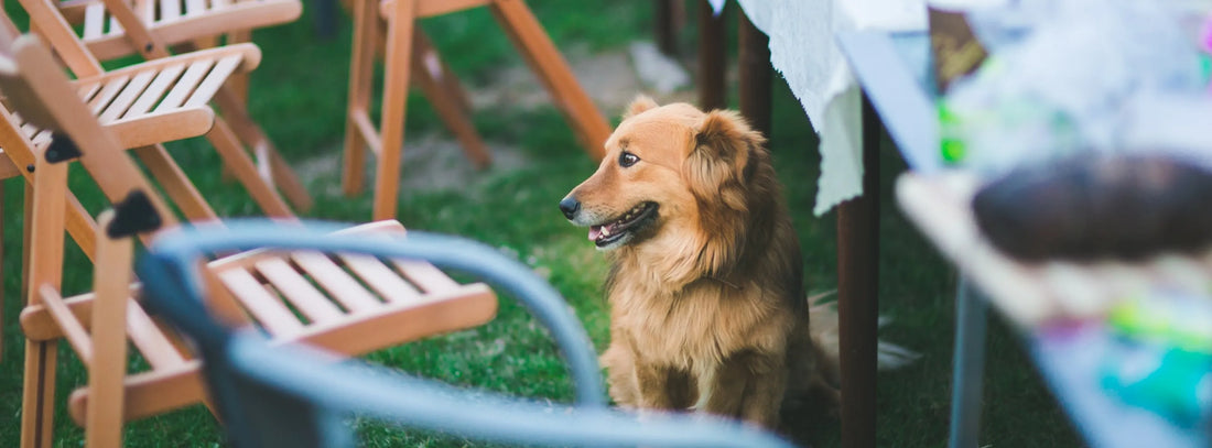 Ihr Hund kommt nicht zur Ruhe Wenn der Hund sich nicht beruhigt: Ein Problem, das viele Hundebesitzer kennen