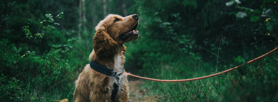 Hunderegeln 2026: Ihr Handlungsleitfaden zu Hundeführerschein (Bremen)