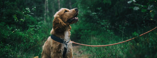 Hunderegeln 2026: Ihr Handlungsleitfaden zu Hundeführerschein (Bremen)