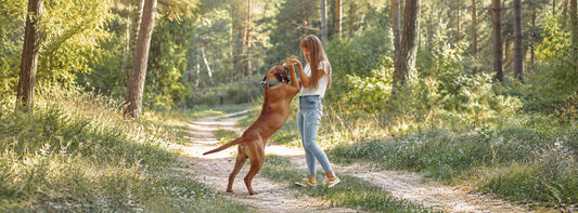 Ihr Hund reitet auf – und Sie möchten, dass es aufhört