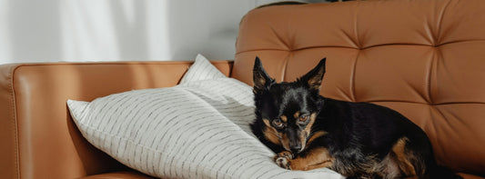 Wohnungssuche mit Hund: Wenn ein Zuhause mehr sein muss als vier Wände