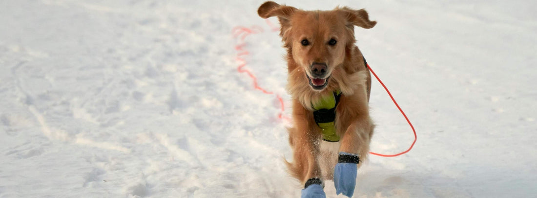 Hundeschuhe: Was Hundepfoten über Vertrauen, Gesundheit und echte Bindung verraten