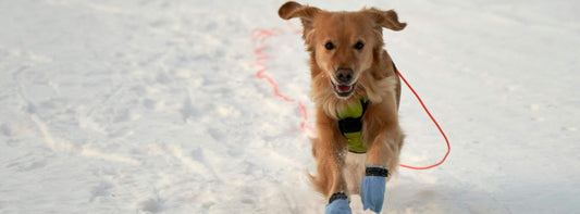Hundeschuhe: Was Hundepfoten über Vertrauen, Gesundheit und echte Bindung verraten