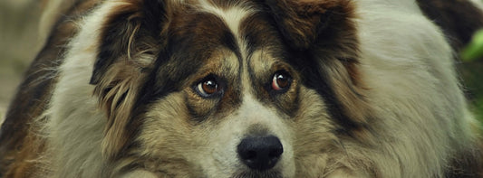 Gewichtsmanagement beim Hund. Übergewicht erkennen, gesund abnehmen und langfristig vermeiden