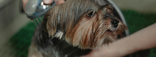 Hund baden: Wenn das Bürsten nicht ausreicht!   Wann es sinnvoll ist und wie Sie Fehler vermeiden!