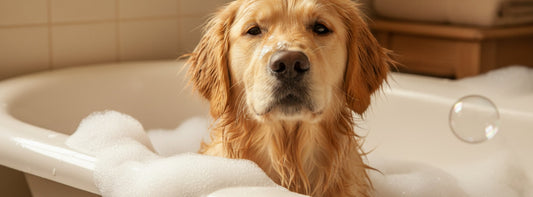 Hund waschen & Fellpflege – wie oft baden ist wirklich sinnvoll?