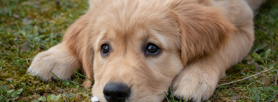 Hund und Schuldgefühle: