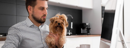 Wann ein Bürohund gut tut – und wann nicht!